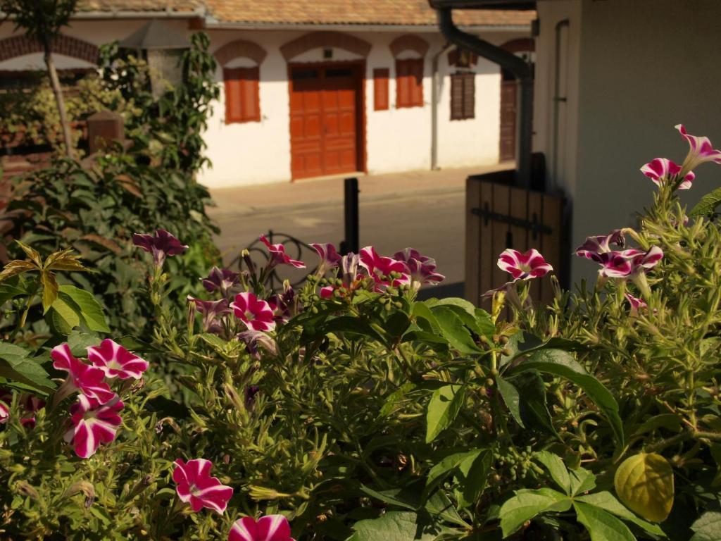 Vitényi Pince Vendégház Villány Exterior foto